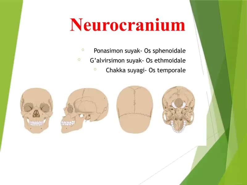 Ponasimon suyak- Os sphenoidale G’alvirsimon suyak- Os ethmoidale Chakka suyagi- Os temporale