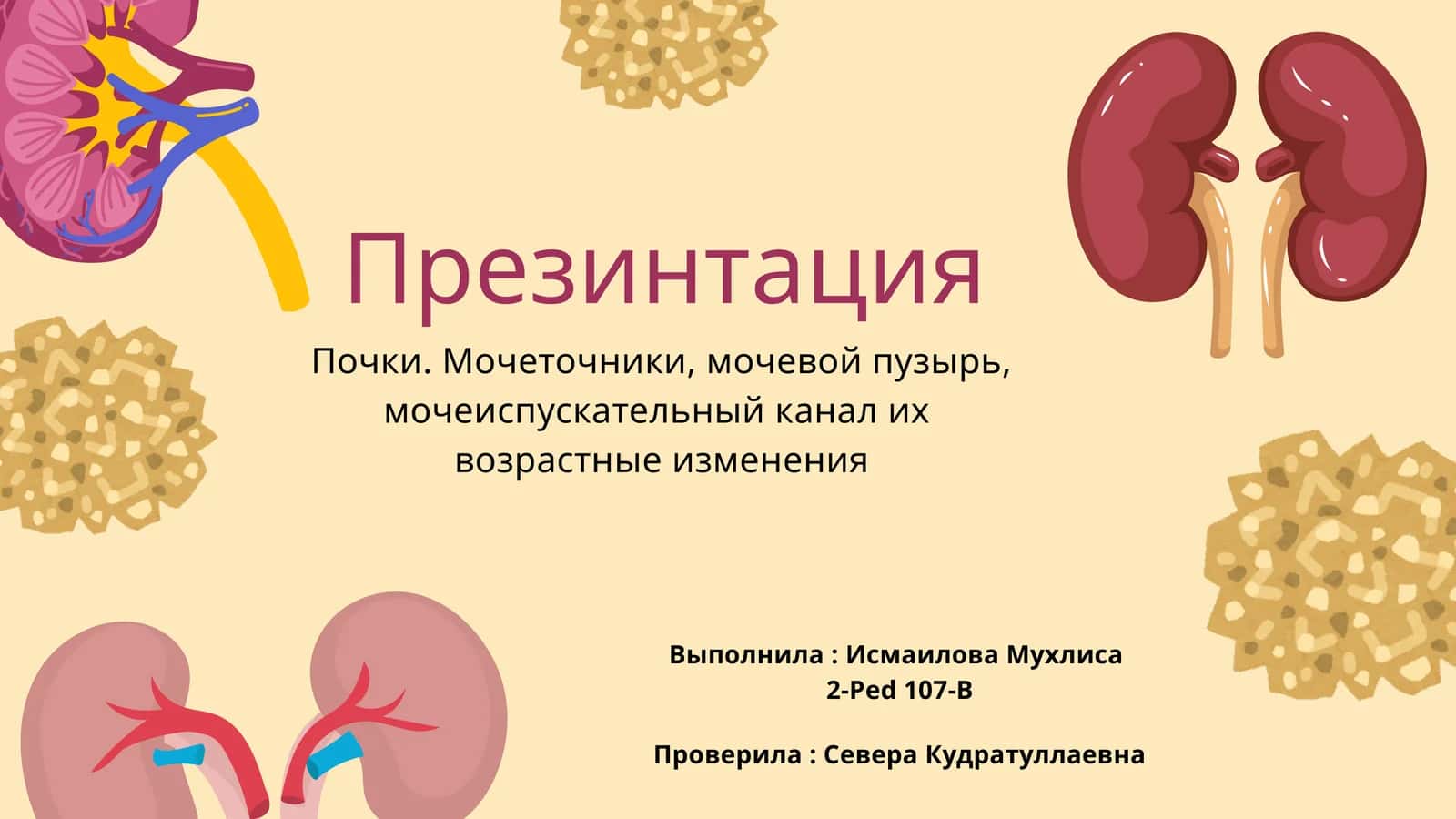 Почки. Мочеточники, мочевой пузырь, мочеиспускательный канал ихвозрастные изменения