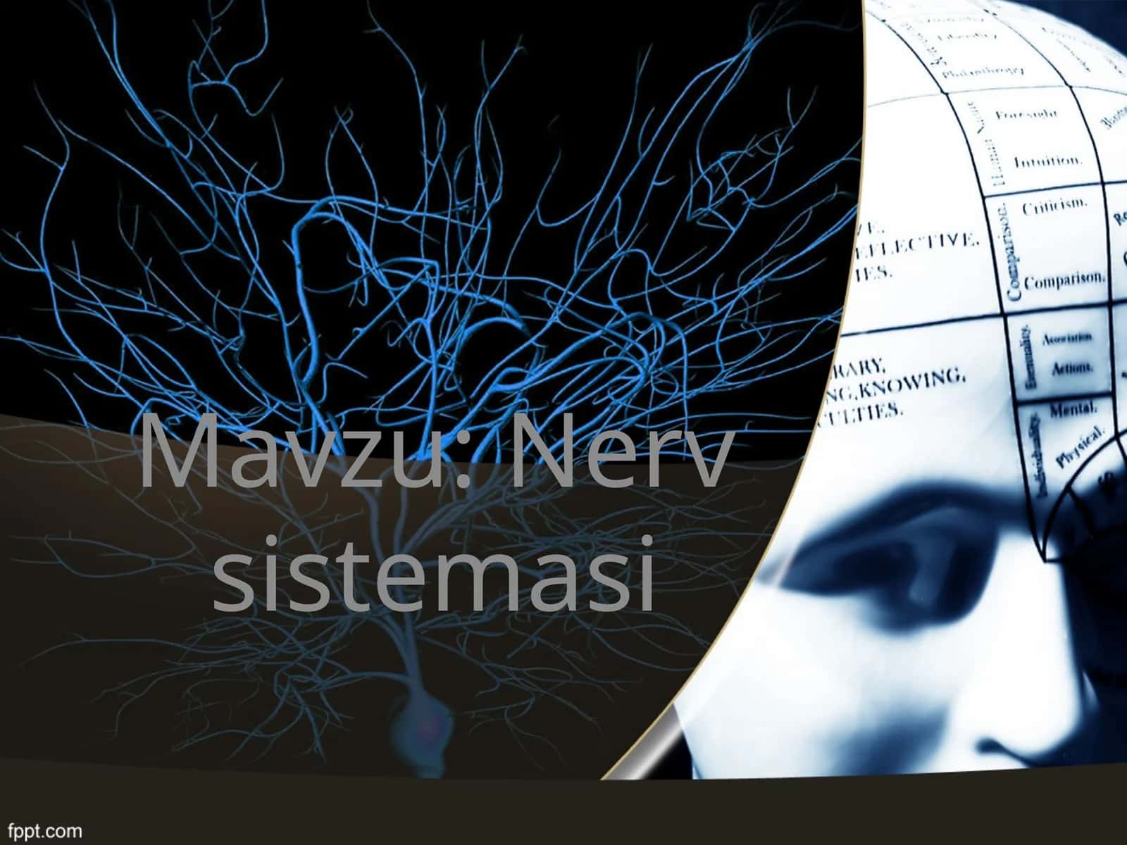Nerv sistemasi