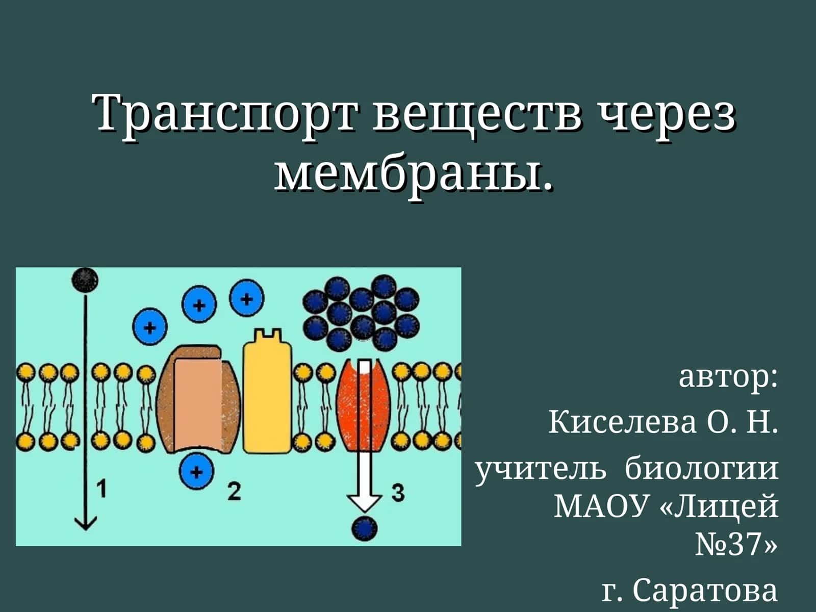 Транспорт веществ через мембраны