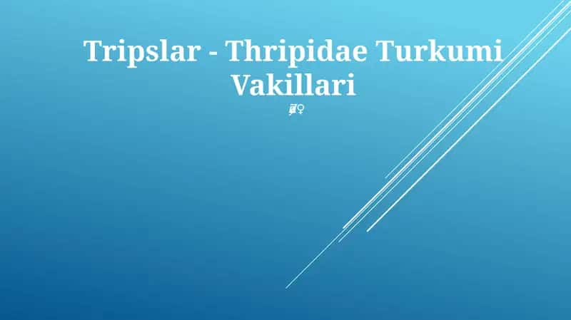Tripslar - Thripidae Turkumi Vakillari