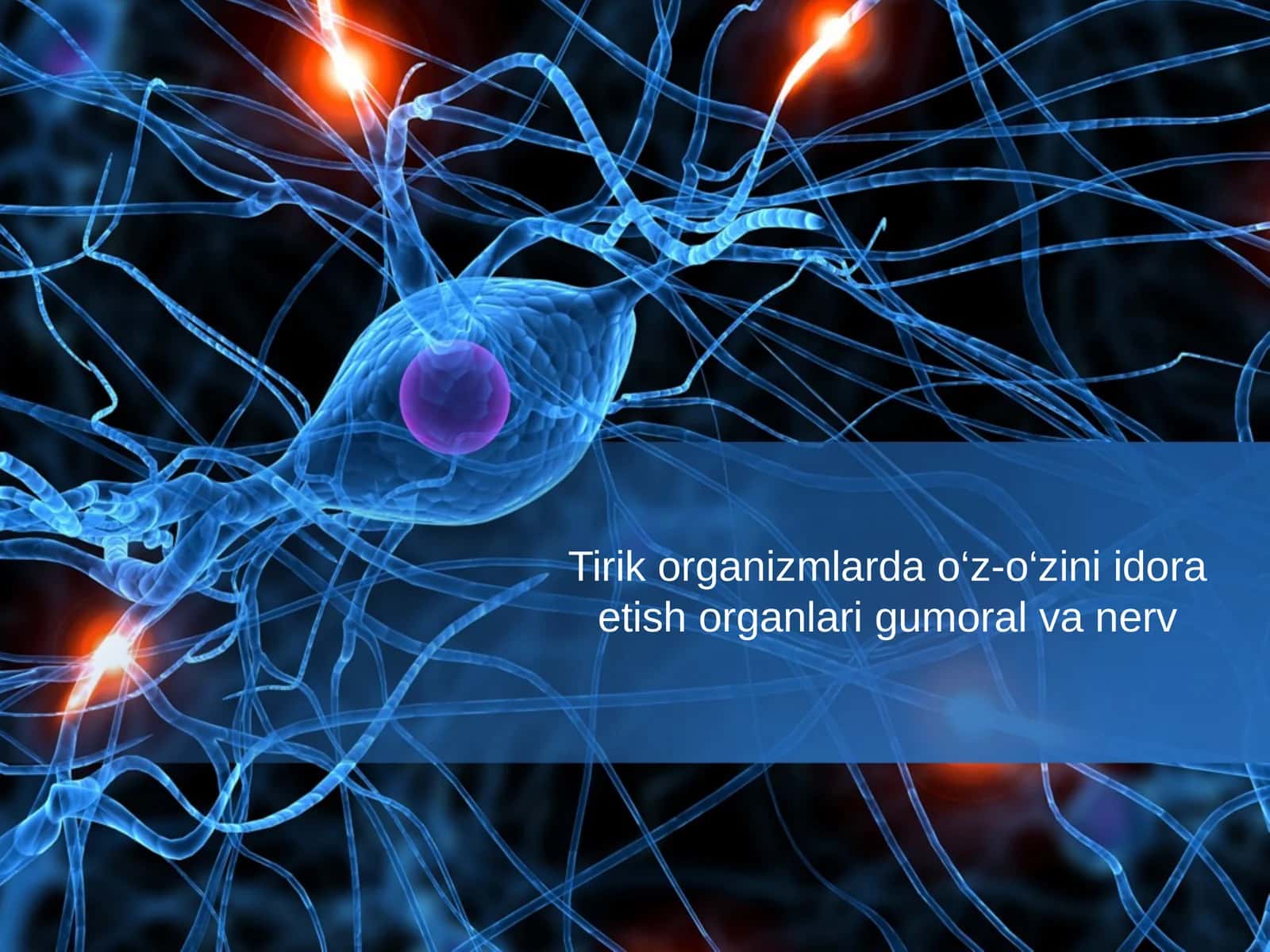 Tirik organizmlarda o'z o'zini idora etish