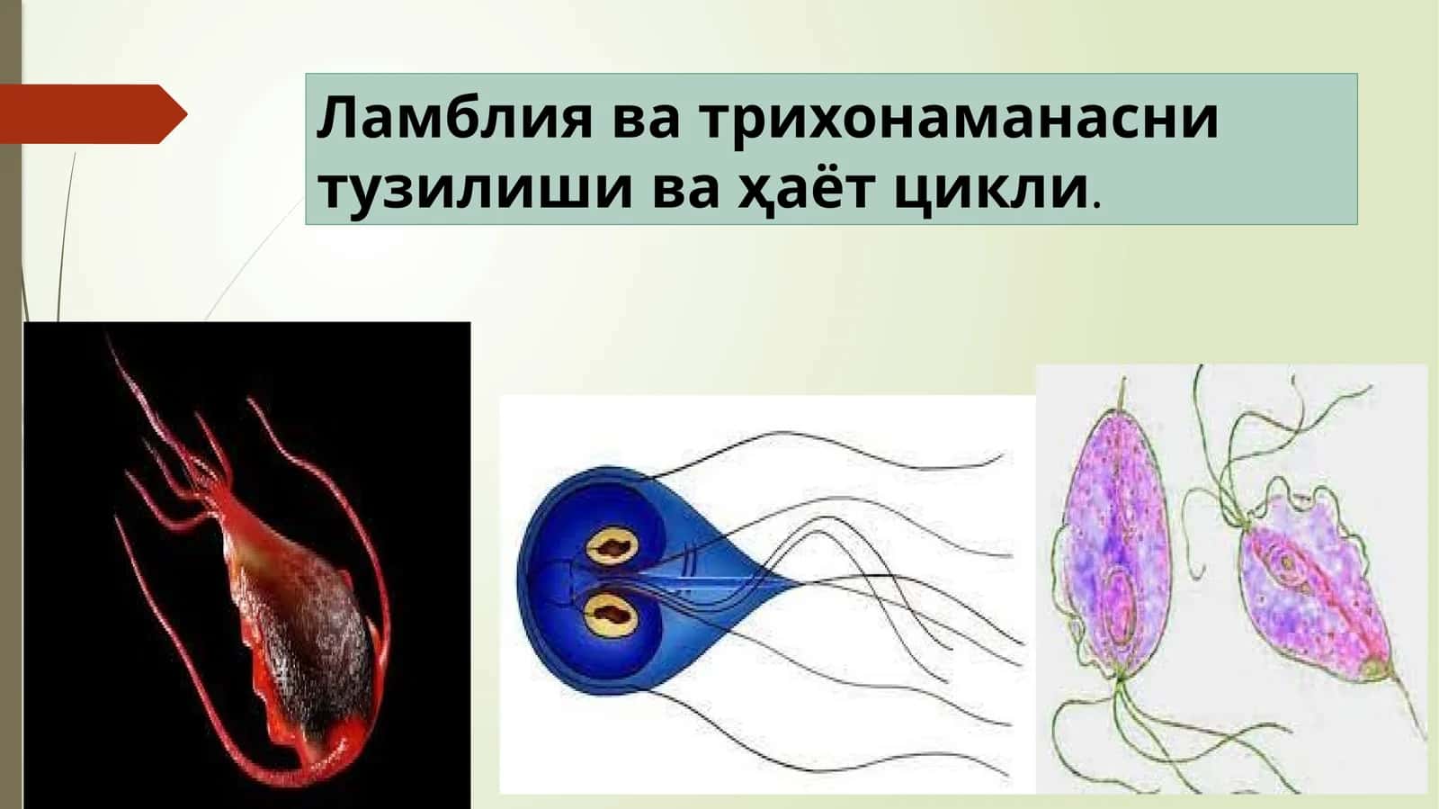 Ламблиява трихонаманасни тузилиши ва ҳаёт цикли