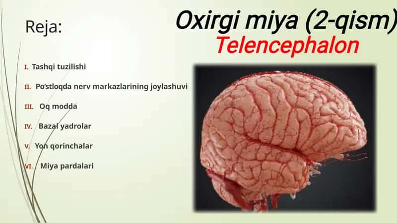 Bosh miya Yarimsharlar po'stlog'i ( telencephalon) Anatomiyasi