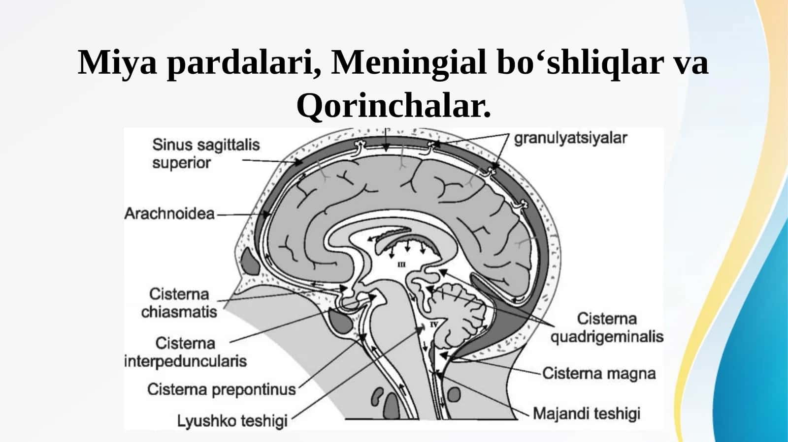 Miya pardalari, Meningial boʻshliqlar va Qorinchalar