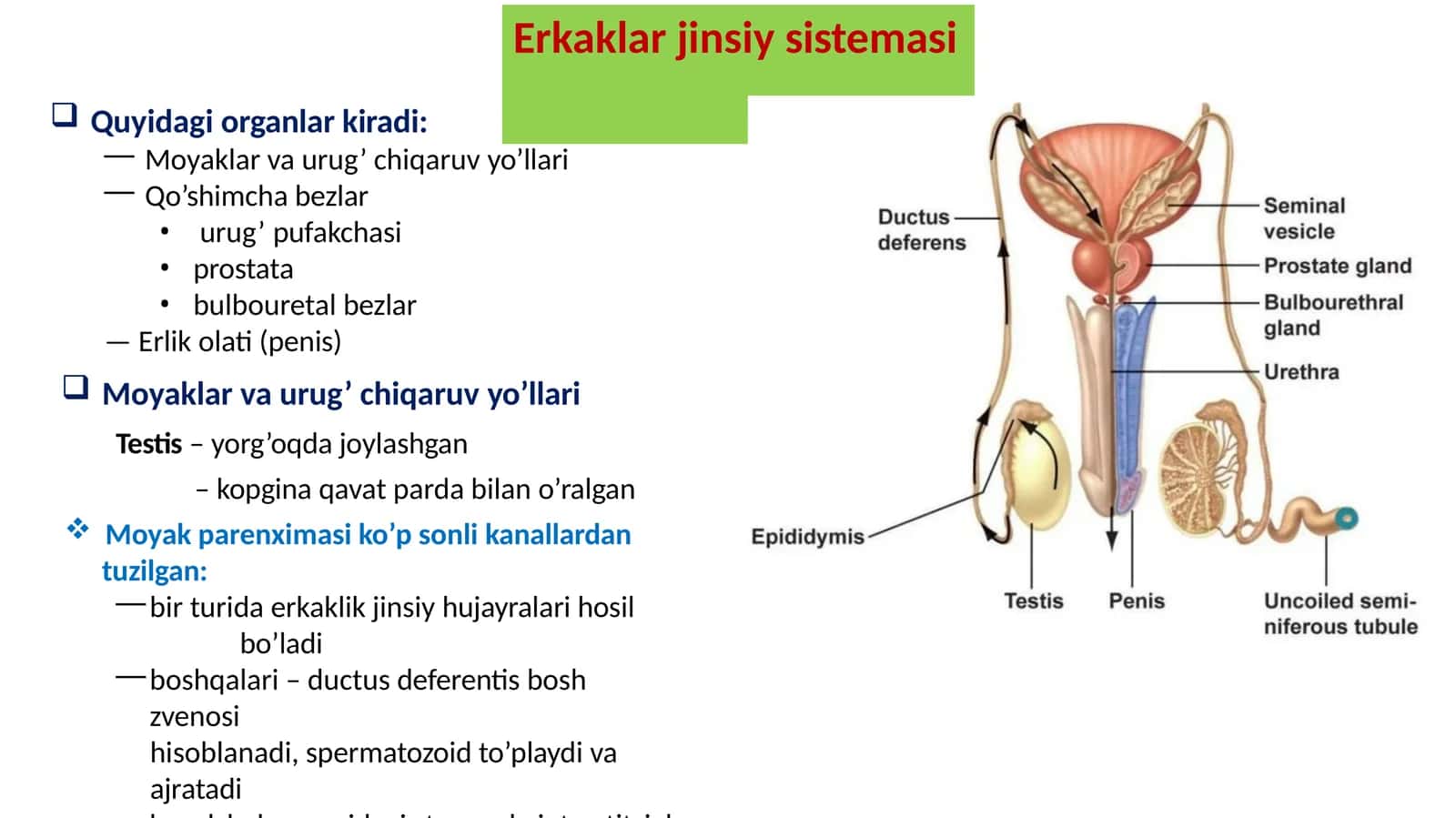 Erkaklar jinsiys sistemasi