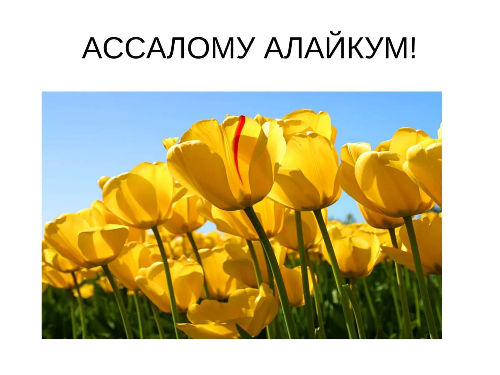 uglerod va uning xossalari