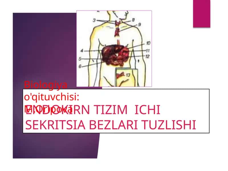 ENDOKIRN TIZIM ICHI SEKRITSIA BEZLARI TUZLISHI