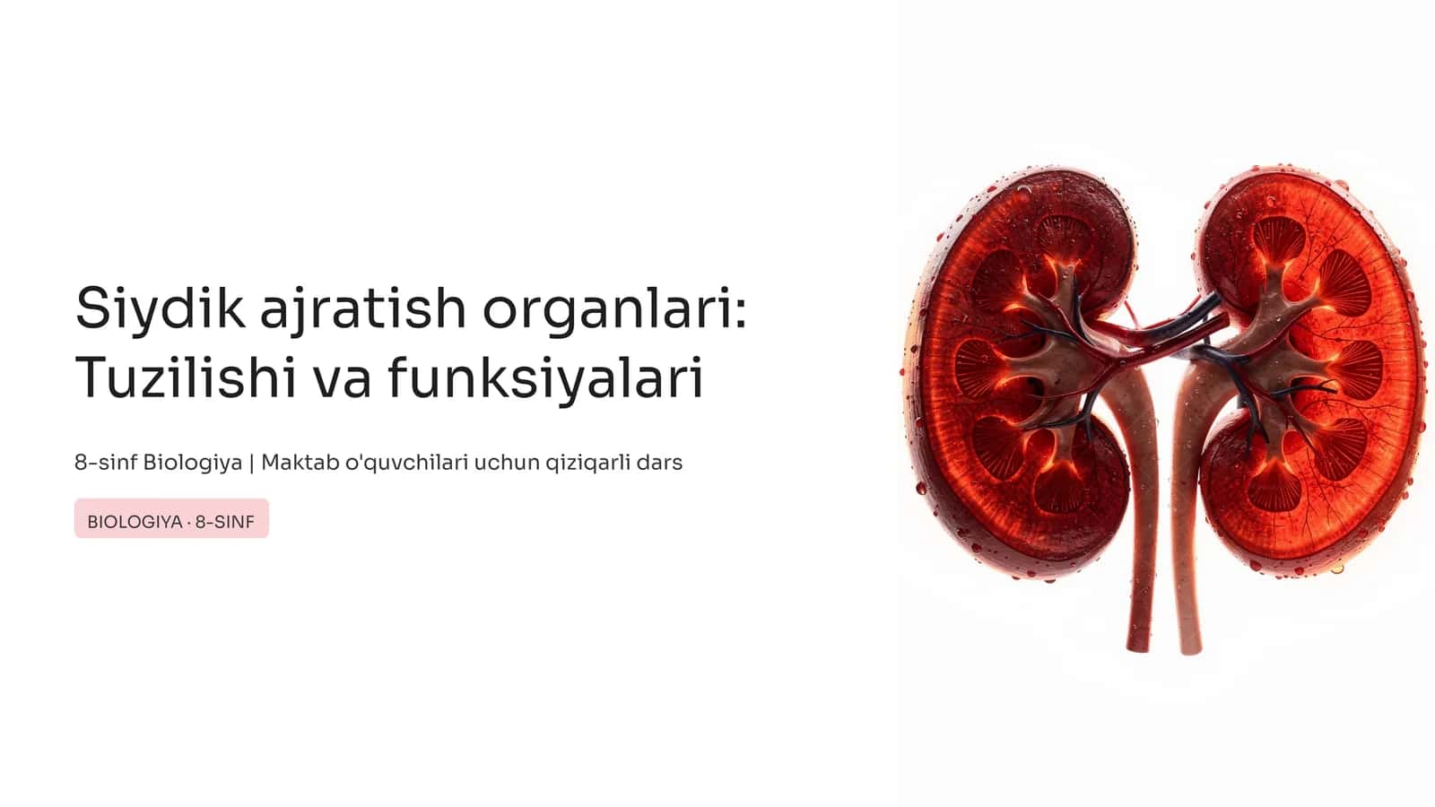 Siydik ajratish organlari: Tuzilishi va funksiyalari
