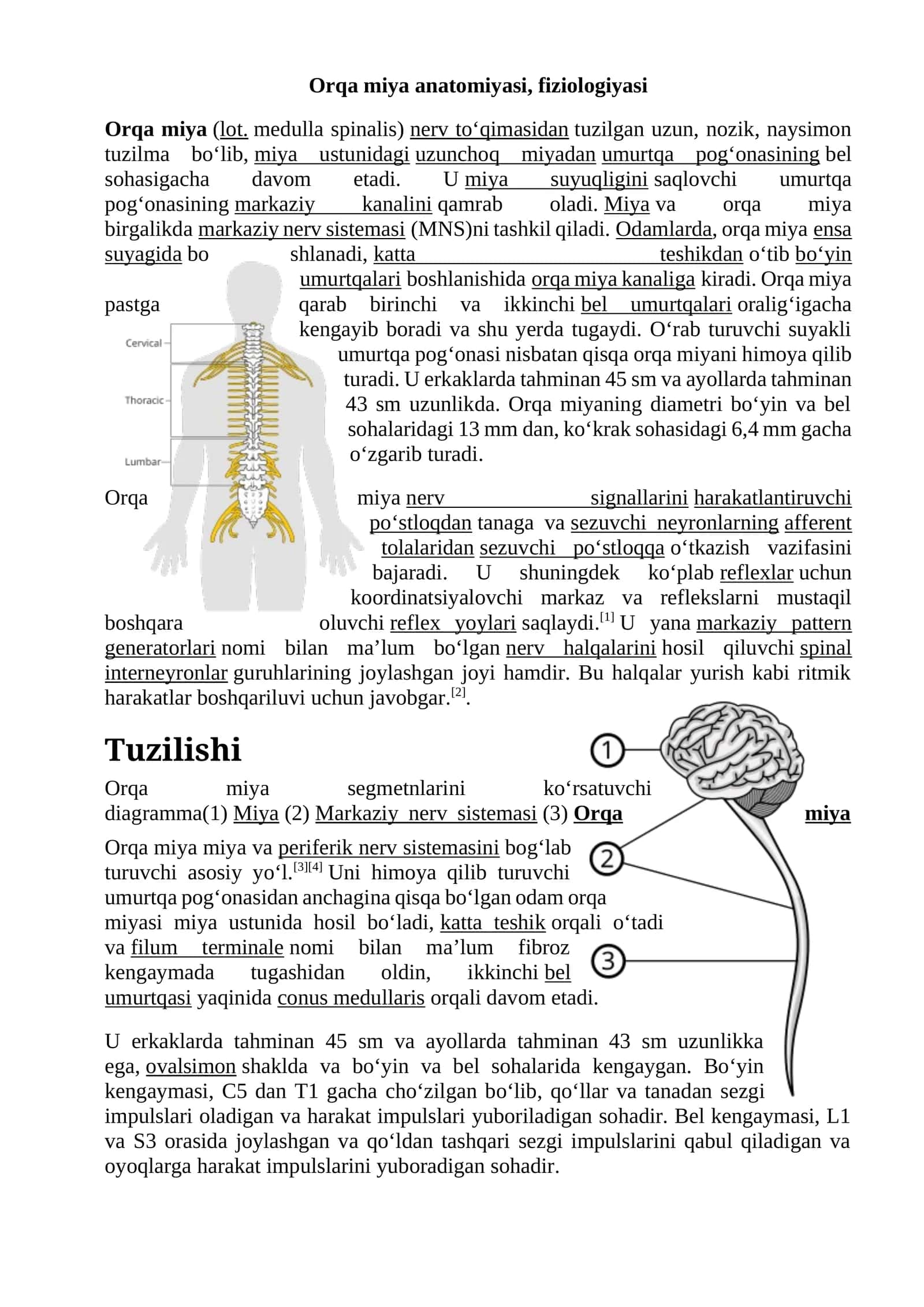 Orqa miyaanatomiyasi, fiziologiyasi