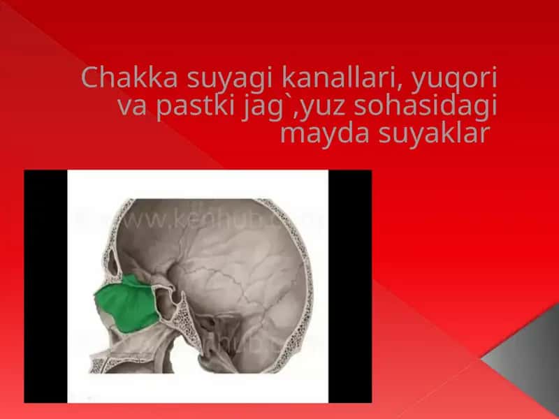 Chakka suyagi kanallari