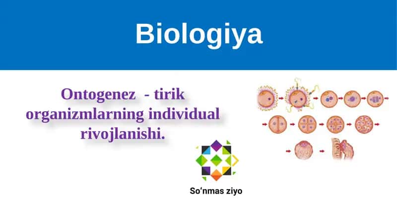 Ontogenez  - tirik organizmlarning individual rivojlanishi.