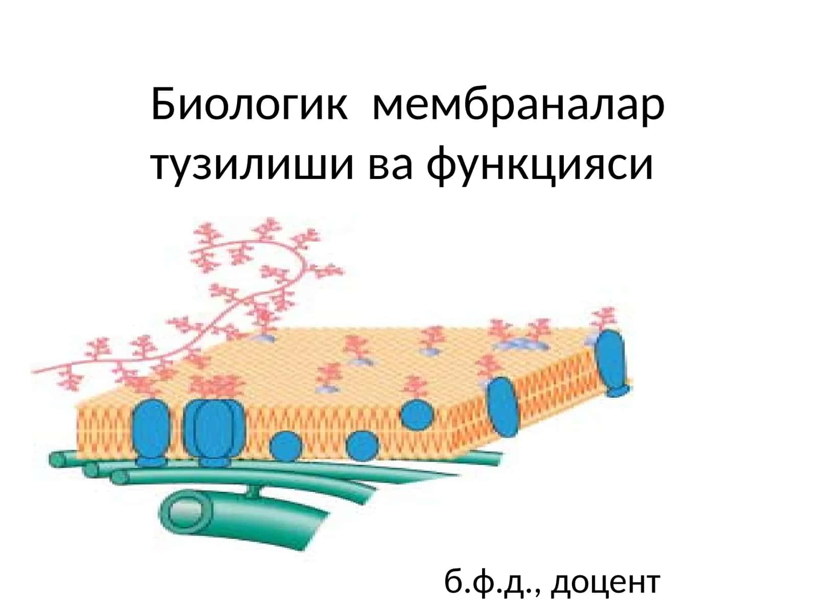 Биологик мембраналартузилиши ва функцияси