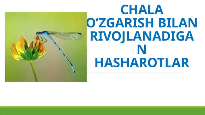 NINACHILAR TURKUMI