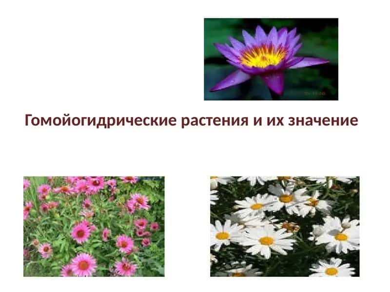 Гомойогидрические растения и их значение