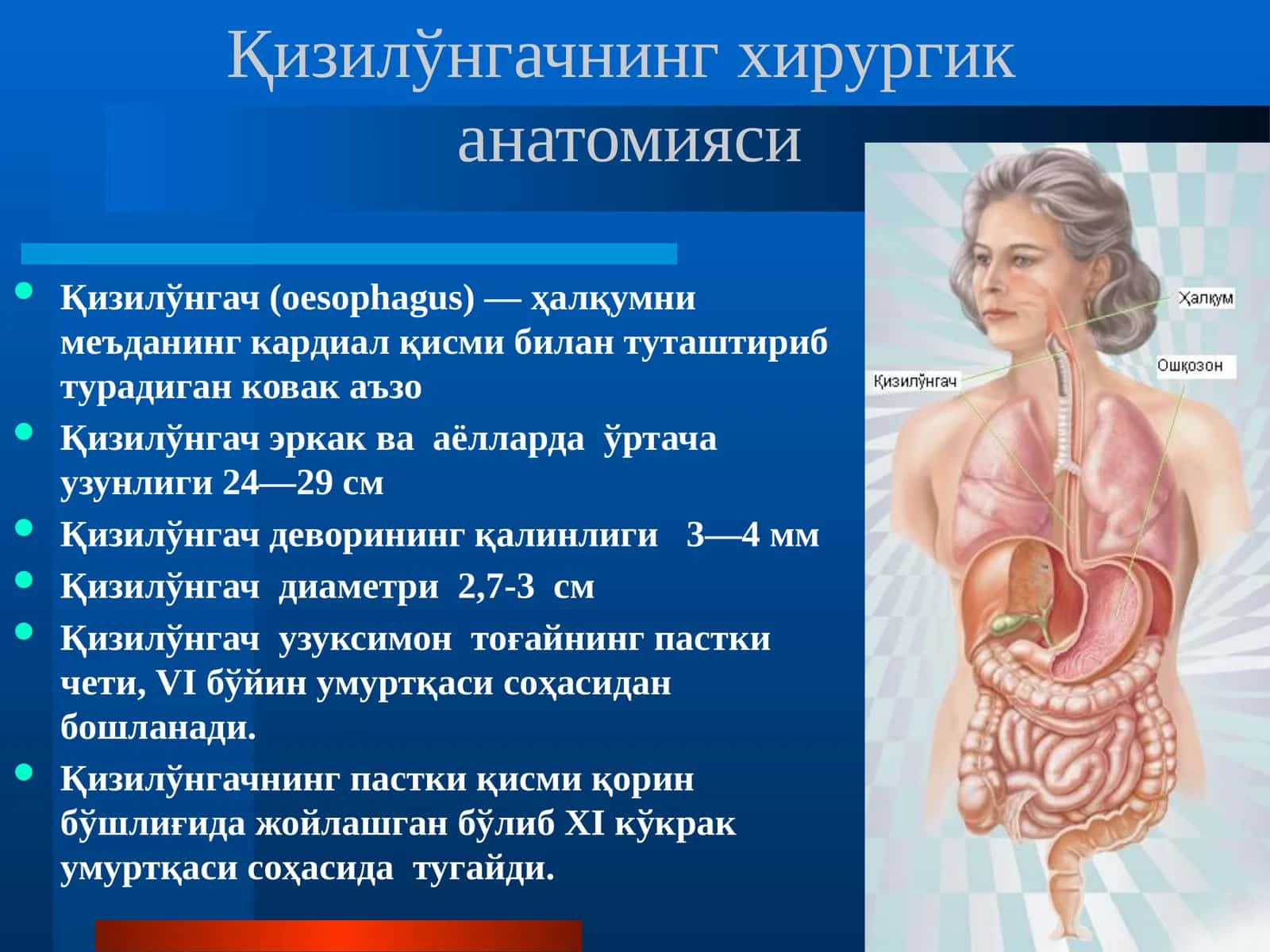 Қизил ўнгачнинг хирургик анатомияси