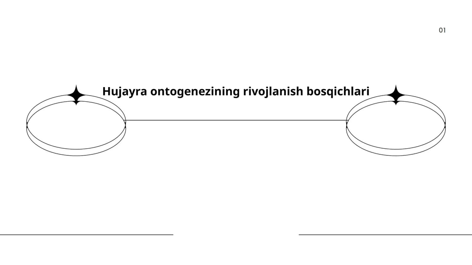Hujayra ontogenezining rivojlanish bosqichlari