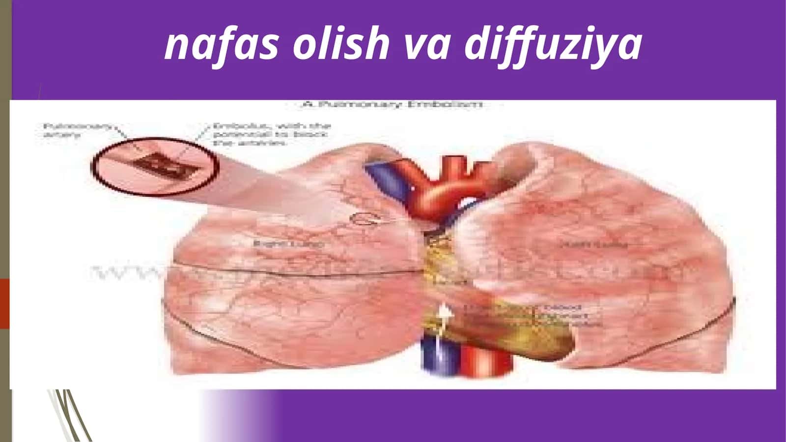 NAFAS OLISH VA DIFFUZIYA