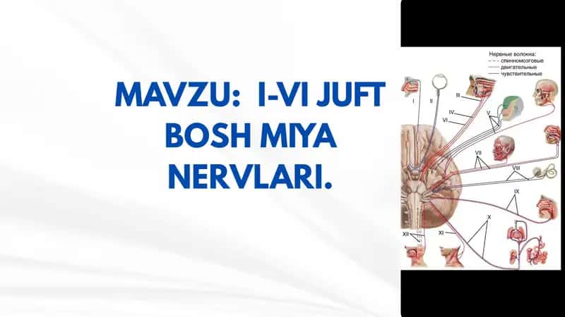 I-VI JUFT BOSH MIYA NERVLARI