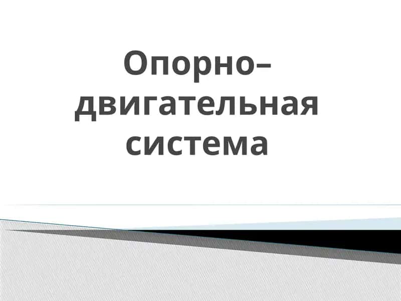 Опорно–двигательная система
