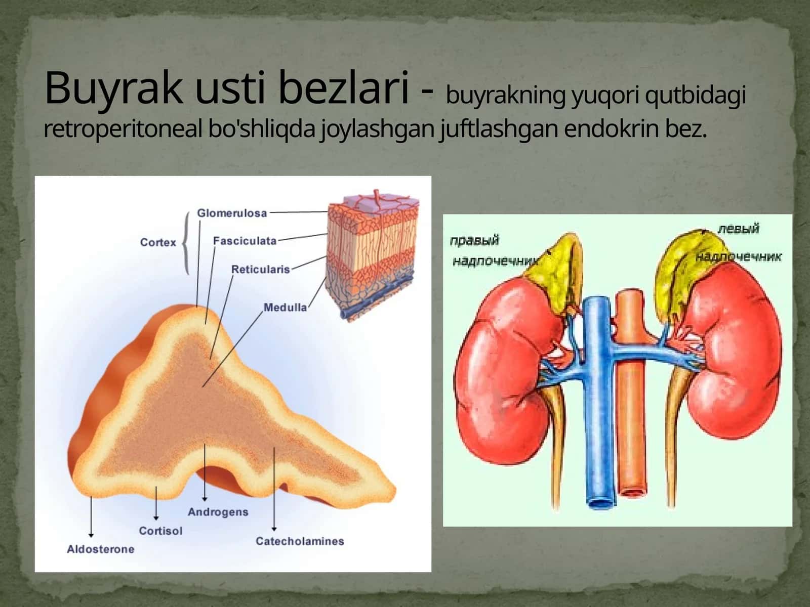 Buyrak usti bezlari