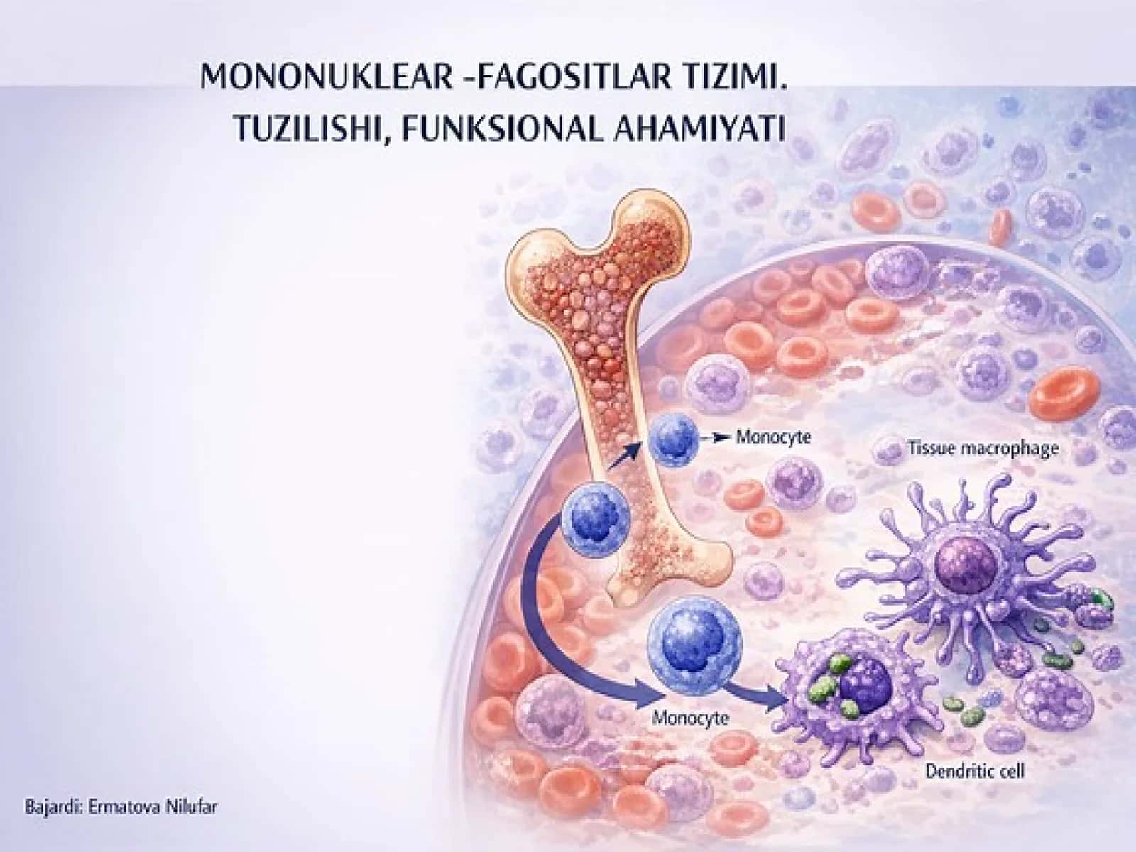 MONONUKLEAR -Fagotysitar tizim funksiyalari va ahamiyati