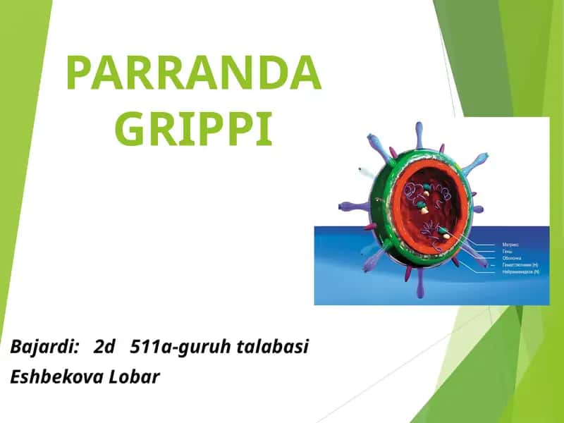 Parranda grippi
