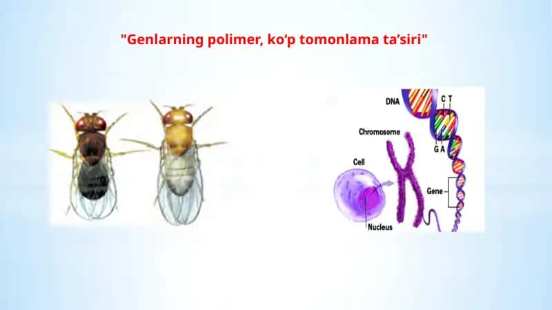 Genlarning polimer ta'siri