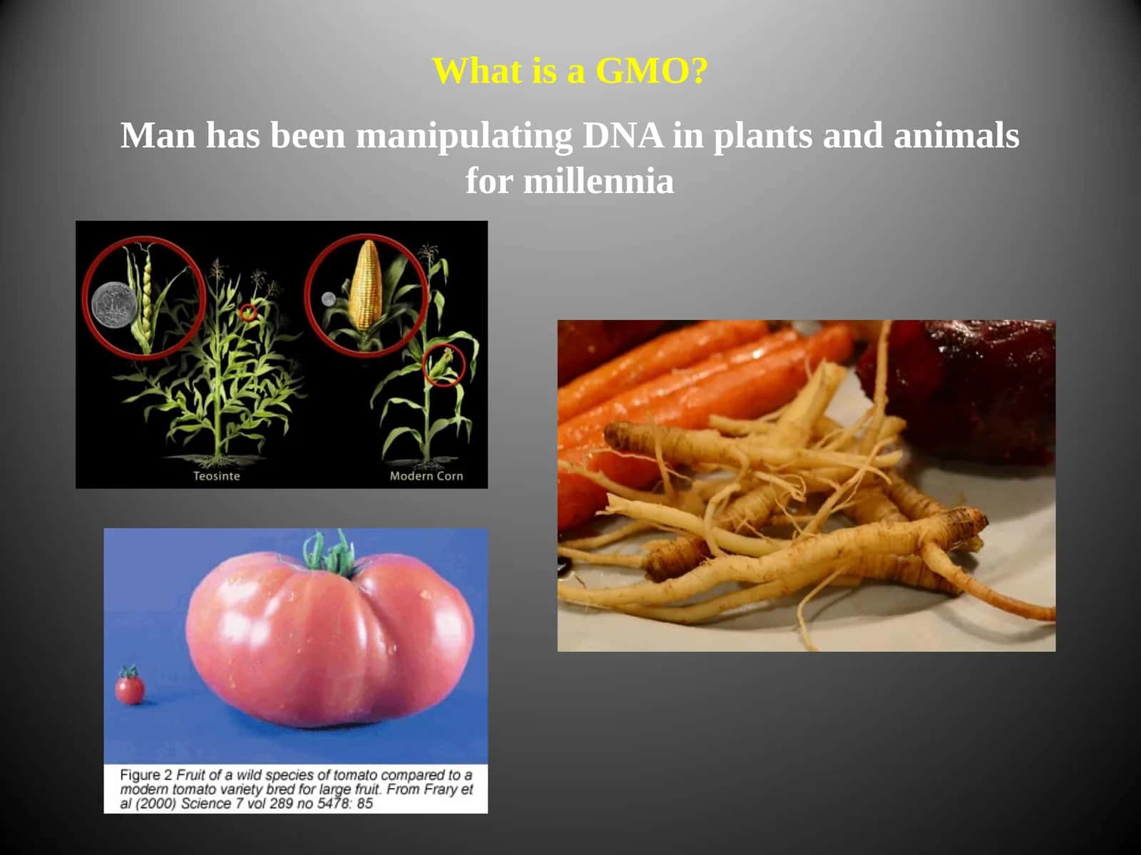 What is a GMO?