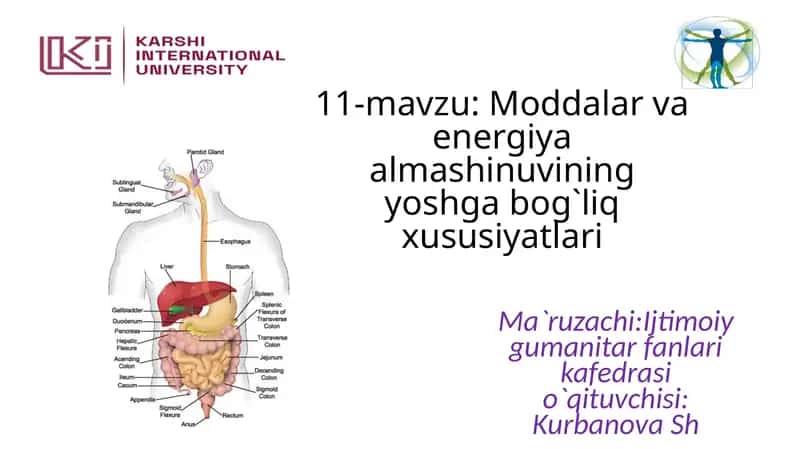 11-mavzu: Moddalar va energiya almashinuvining yoshga bog`liq xususiyatlari
