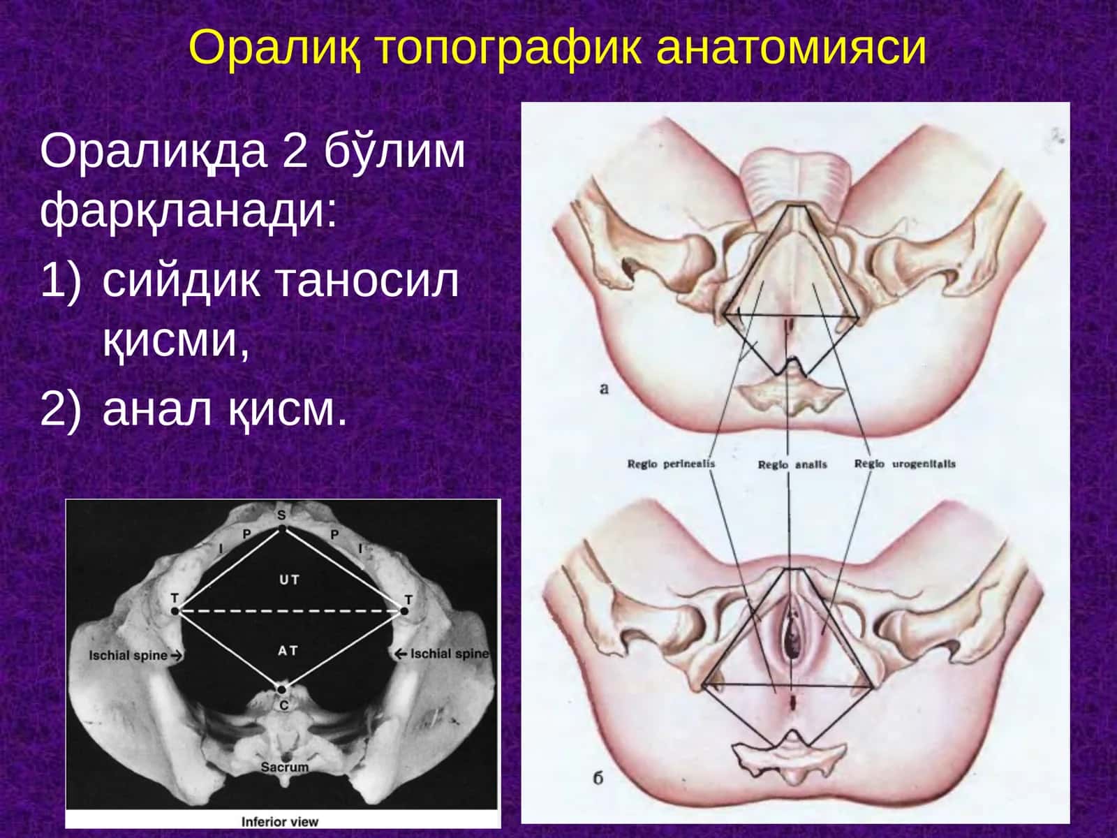 Оралиқ топографик анатомияси