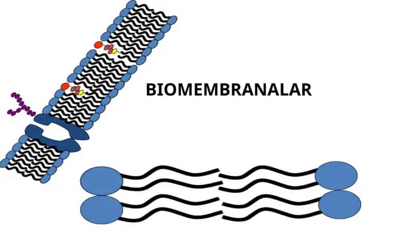 BIOMEMBRANALAR