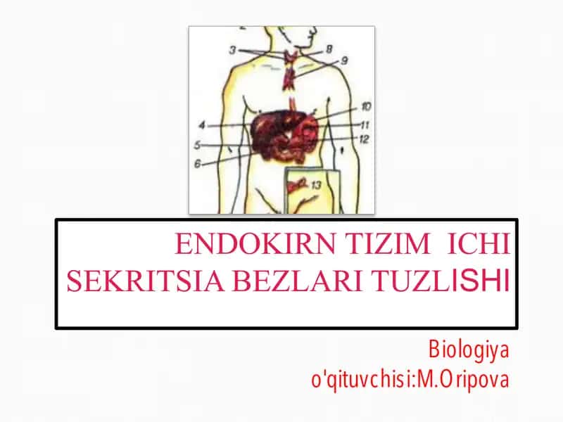ENDOKIRN TIZIM ICHI SEKRITSIA BEZLARI TUZLISHI