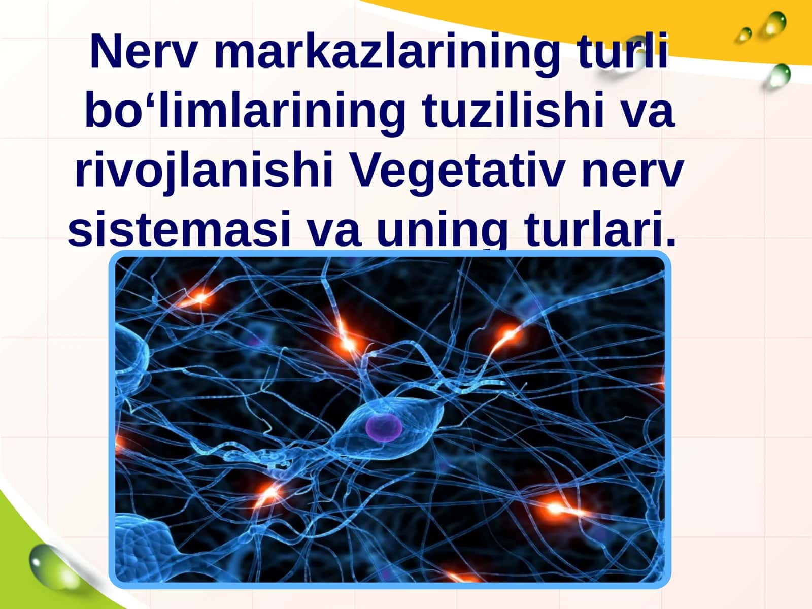 Vegetativ nerv sistemasi va uning turlari