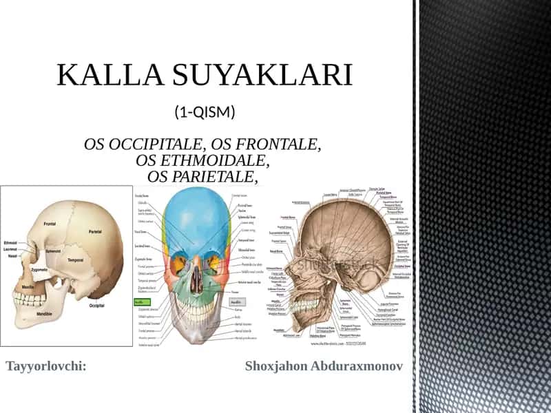 KALLA SUYAKLARI(1-QISM)OS OCCIPITALE,OSFRONTALE,OSETHMOIDALE,OS PARIETALE