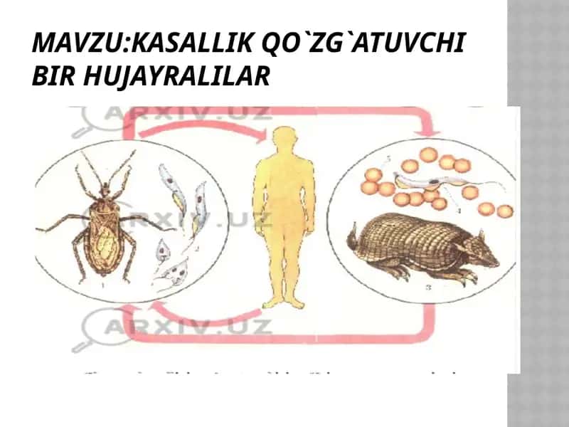 Kasallik qo`zg`atuvchi bir hujayralilar