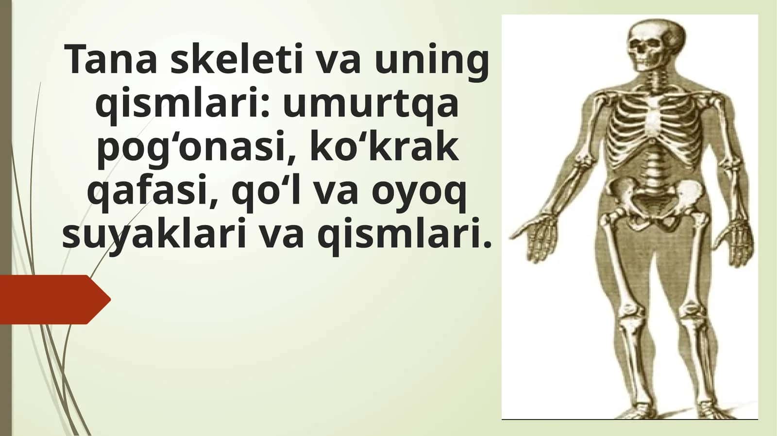 Tana skeleti va uning qismlari: umurtqa pog‘onasi, kо‘krak qafasi, qо‘l va oyoq suyaklari va qismlari