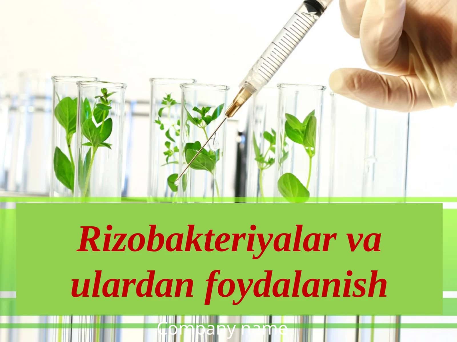 Rizobakteriyalar va ulardan foydalanish
