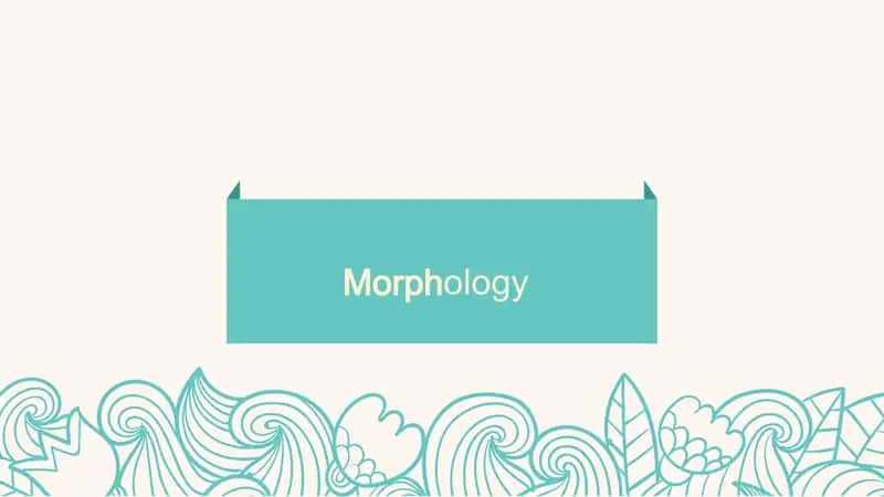 Morphology