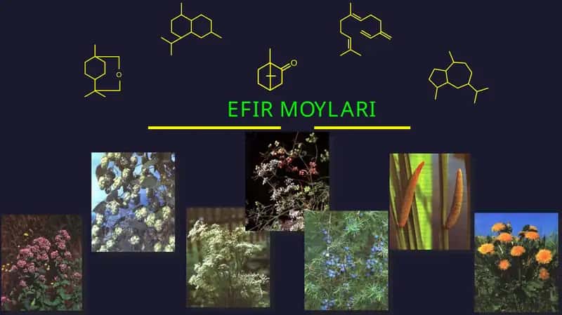 EFIR MOYLARI
