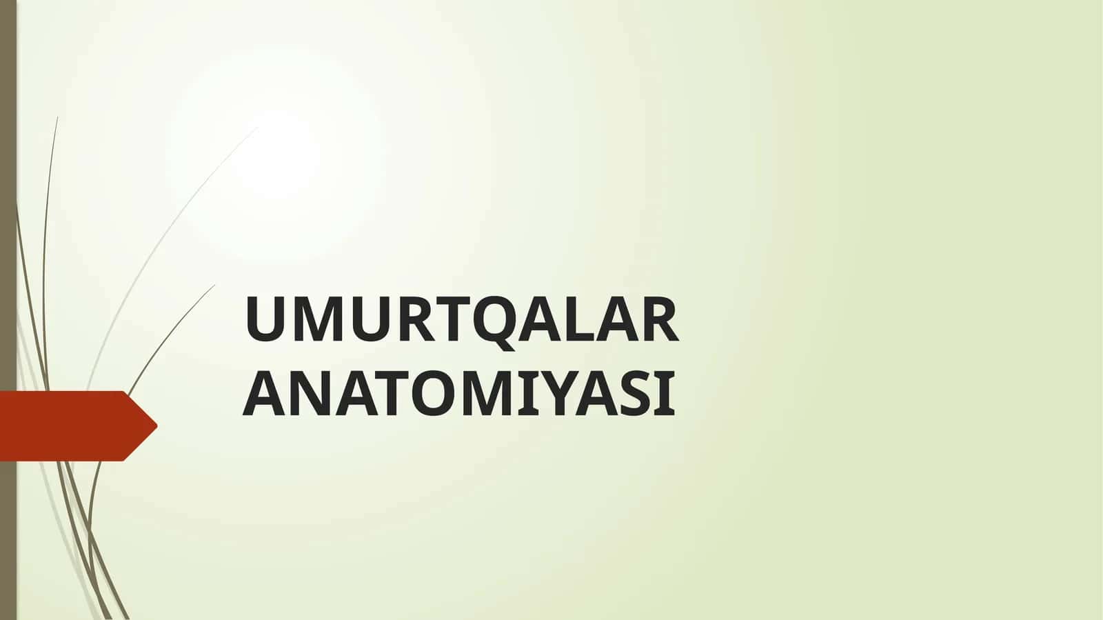Umurtqalar ANATOMIYASI