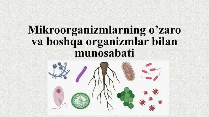 Mikroorganizmlarning o’zaro va boshqa organizmlar bilan munosabati