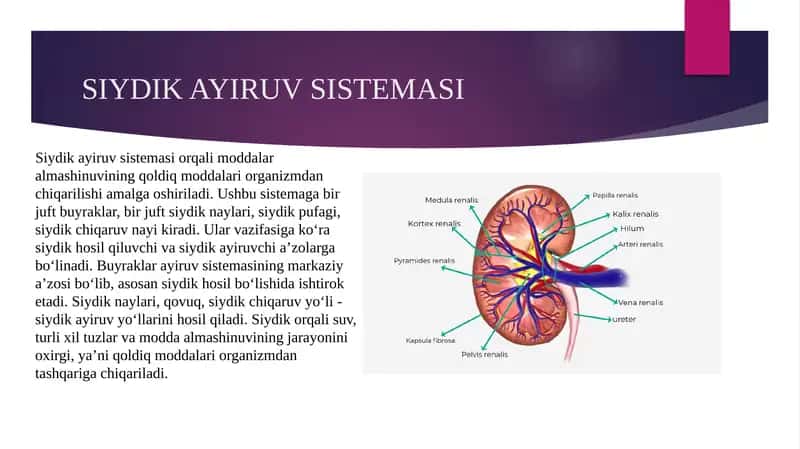 siydik ayiruv tizimi gistologiyasi