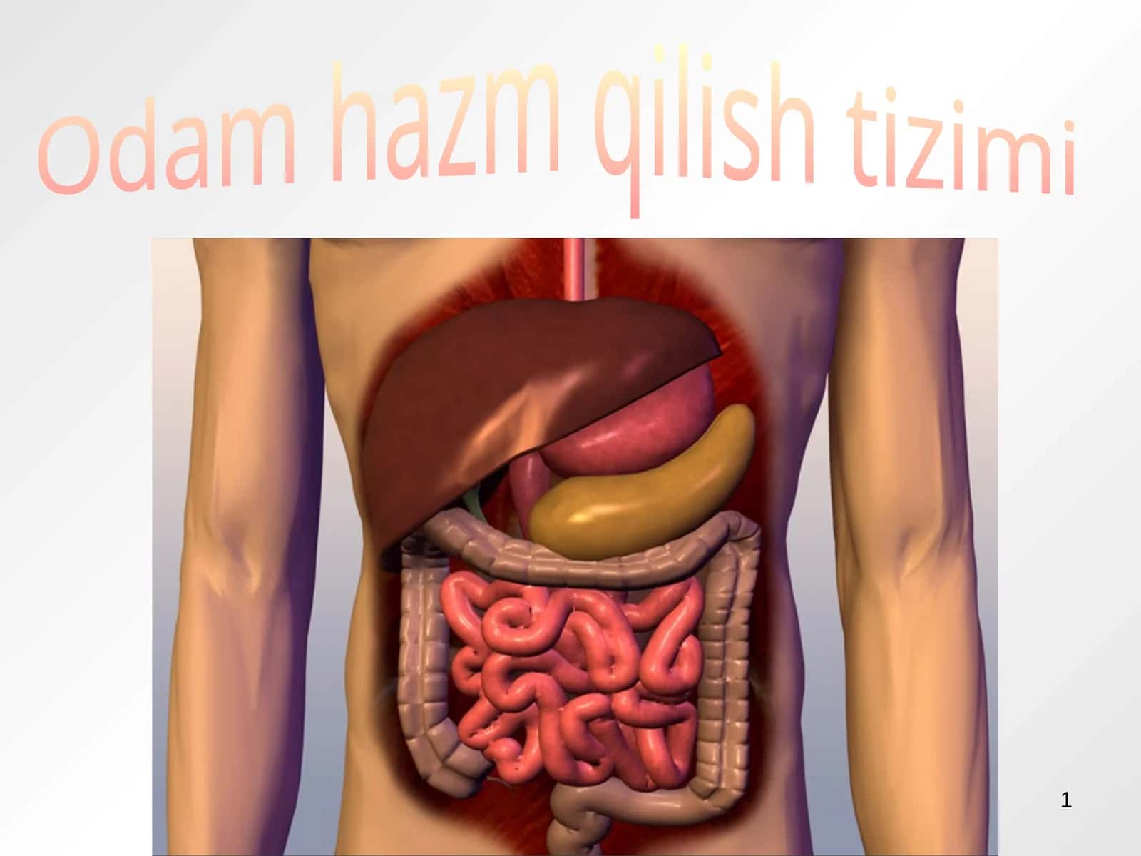 Hazm qilish tizimi