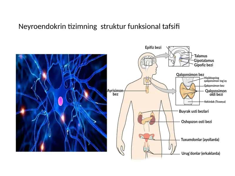 Neyroendokrin tizimning struktur funksional tafsifi