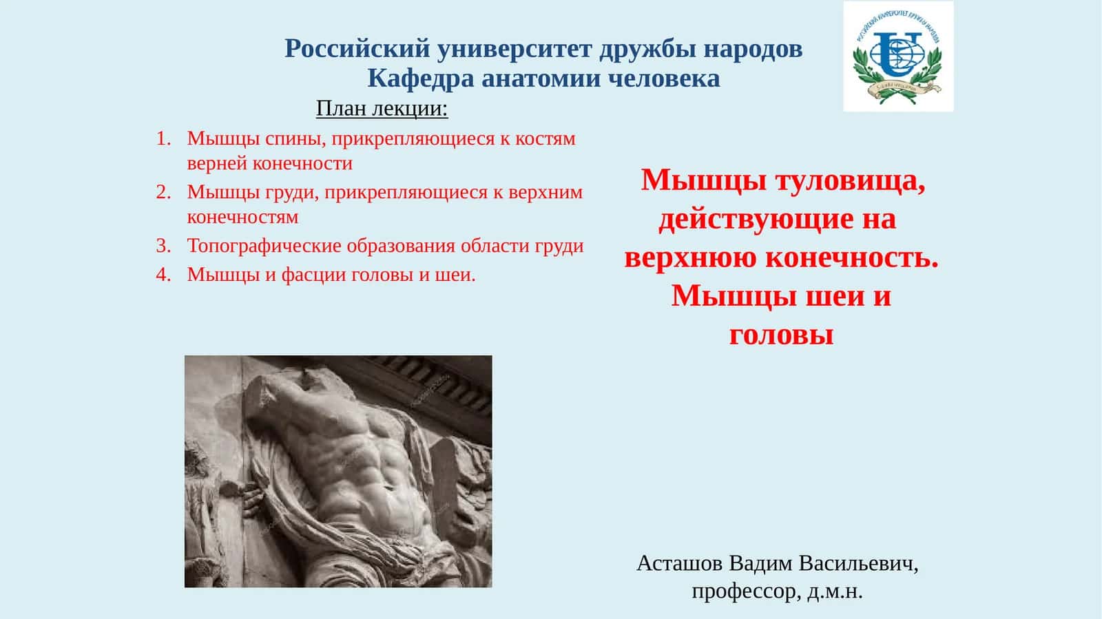 Мышцы туловища, действующие на верхнюю конечность. Мышцы шеи и головы