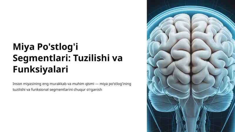 Miya Po'stlog'i Segmentlari: Tuzilishi va Funksiyalari