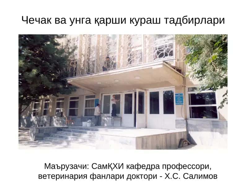 Чечаква унга қарши кураш тадбирлари