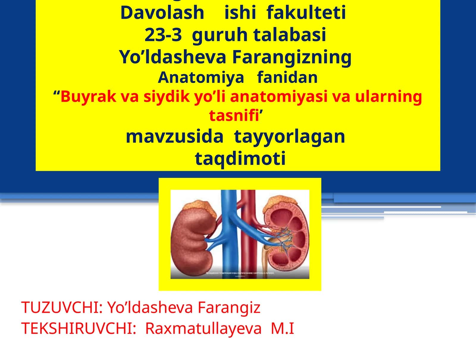 Buyrak va Siydik Anatomiya