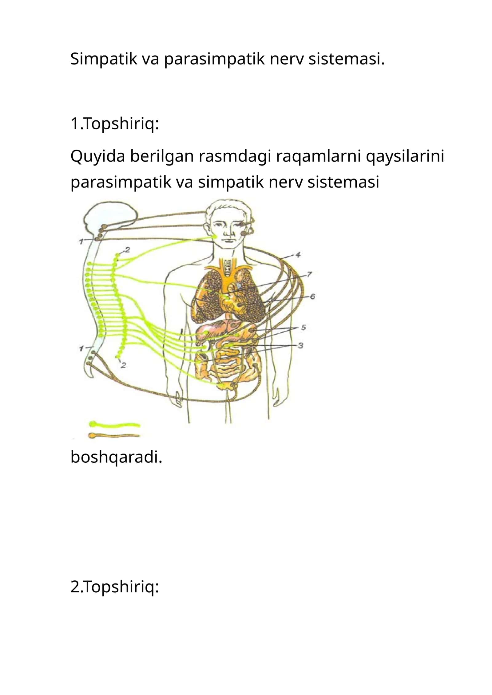 Simpatik va parasimpatik nerv sistemasi